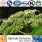 anthocyanidins Elderberry powder