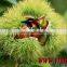 china hot sale chestnut in shell importer