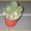mini cactus succulent indoor plants bonsai nursery echinocactus grusonii cereus cacti opuntia dillenii cactaceae notocactus