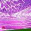 Human histology slides set