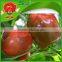 Bell Pepper/Color pepper