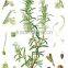 Natural Rosemary Extract 30% Carnosic acid/Rosemary Extract Powder/Rosemary Powder