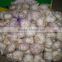 World Best Selling Wholesale White Garlic Importers