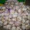 Sell 2016 Crop Fresh garlic - Spicy - Best price