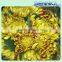 Shinning Green Fresh Flowers Fresh Cut Daisy With Wholesale Price