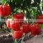 Green/red/yellow pepper seeds