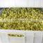 Stainless steel bean sprout growing machine