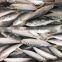 whole round seafood fresh sea frozen Jack mackerel