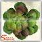 Mini ornamental artificial tropical succulent plants for decoration