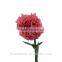 Hot Fashion Single Carnations Cut Flower Price Fresh Cut Flowers From China
