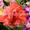 2016 Hot Sale Carnation Flowers Fresh Cut Flower for Love, Anniversary