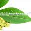 Coleus Forskohlii Extract