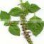 TULSI POWDER EXTRACT