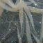 Embroidery sequin fabric for dresses