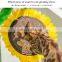 Sunflower shape cat climbing frame climb sisal cat scratching mat with cool mat for claws grinding