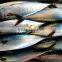 FOB QINGDAO pacific mackerel fish