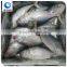 frozen seafood bonito tuna fish exporters