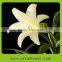 Pretty looking snow white lily real natural wholesale for decoration