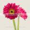 The neatest rate cute fresh cut flowers fresh rose with 20stems/bundle from Yunnan, China