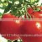 fresh tomato exporters in india/red tomato supplier