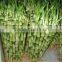 Decorative Plants for Living Room 40cm Straight Lucky Bamboo Live Plants for Wedding Gifts