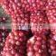 fresh onion on sale in this hot season before new year with high quality and reasonable price
