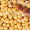 Soya protein peptide to prevent cardiovascular disease
