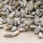 Sunflower Kernels Reasonable Prices Dried Sunflower Seeds Peeled Sunflower Seeds