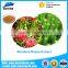 China manufacturer Functional food additives safe nature and health rhodiola rosea extract with A Discount