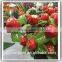 Realistic mini bonsai plants fresh cranberry fruits for sale