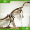 KAWAH Decorative Dinosaur Replica Life-Size Fiberglass Dinosaur Skeleton Model For Museum
