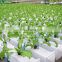 New Design Commercial Greenhouse Hydroponic Growing Systems For Sale