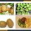 Leader low price kiwi washing and peeling machine for food processing