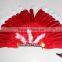 Indian Feather Headdress With Turkey Feather, Red & White
