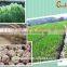 Export Healthy Food/vegetable Fresh White Garlic