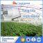 PE protective agricultural plastic film for greenhouse