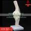 Transparent human knee joint model