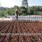Hot Saleing in Southeast Asia------- Aniseed Supplier