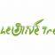 wholesale 40 inch spruce colorful acoustic guitar--R405