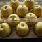 High quality singo pear from Shandong
