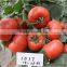 International Class Top Quality High Yield Chinese Vegetable Seeds Hybrid F1 Big Pink Tomato Seeds For Sale-Zhong Yan 1017