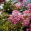 High Quality Crape Myrtle Seeds For Growing