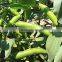 Delicious broad bean(4)