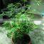 Bambusa multiplex bamboo plant