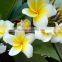 White Flower Plumeria rubra L. cv. Acutifolia