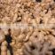 China Fresh Ginger&Air-Dried Ginger in Bottom price