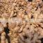 China Fresh Ginger&Air-Dried Ginger in Bottom price