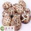 white flower shiitake