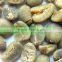 Decorticating machine for coffee beans/cocoa beans peeling machine