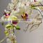 phalaenopsis flower 27539